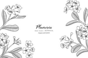 Plumeria flower and leaf hand drawn botanical illustration with line art vector