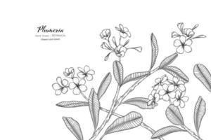 Plumeria flower and leaf hand drawn botanical illustration with line art
