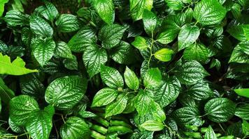 tropical green leaf