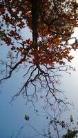 Phukradung mountain tree photo