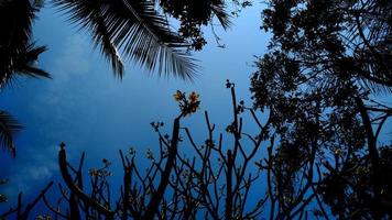 silhouette tree background photo