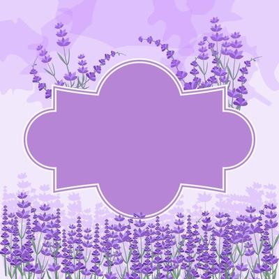 Beautiful Lavender Garden Framed Background