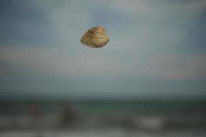 fondo de pantalla de concha de mar de mosca foto