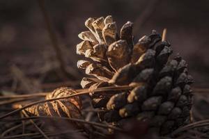 pine cone for the new year in the forest photo