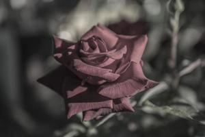 pale red rose scarlet velvet wallpaper photo