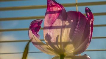 Purple tulip on the window