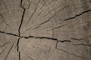 cracked end of a log of a walnut wallpaper photo