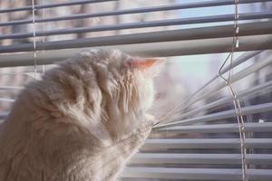 el gato mira por la ventana foto