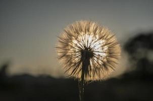 Gran diente de león blanco con el telón de fondo del sol poniente foto