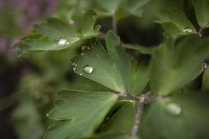 gotas de lluvia sobre hojas verdes fondo de pantalla de verano