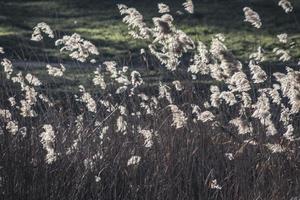 blooming reeds on a pond in backlight photo