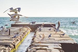 seagulls fly over the pier on the sea photo
