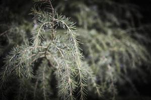 sprigs of conifer in the spring postcard photo