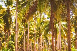 palmeras de coco en la playa al atardecer verano primavera vacaciones concepto idea antecedentes foto