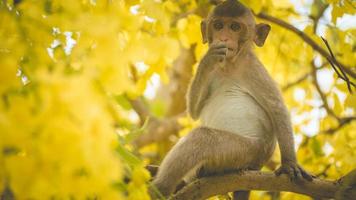 Portrait baby macaque on a Cassia fistula tree photo