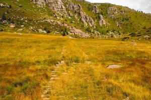 Road covered with lush grass photo