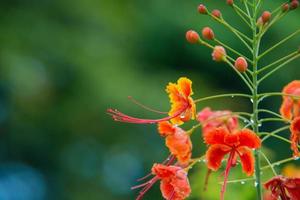 flor de caesalpinia pulcherrima foto