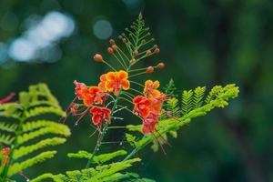 flor de caesalpinia pulcherrima foto