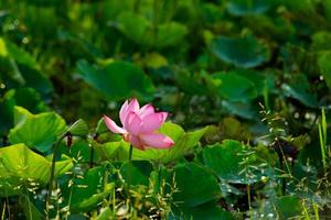 flor de loto en la mañana foto
