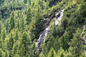 Waterfall among the pines