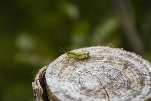 Cricket on stump photo