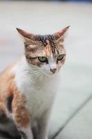 Grumpy stray cat photo