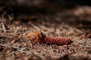 Pine cone in the woods eaten by squirrel photo