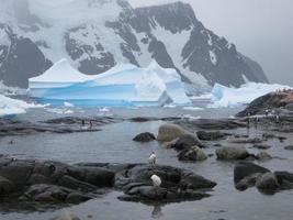 Iceberg azul en la isla de Pleneau en la Antártida foto