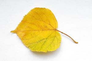 Yellow autumn leaf isolated on white background photo