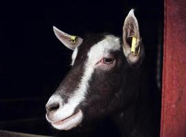 Brown and white goat looking over wooden fence photo