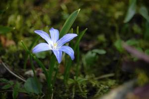 Blue snowdrop flower in green grass in spring photo