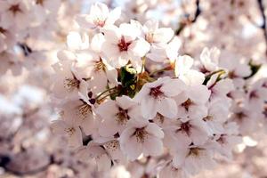 rama de flores blancas de sakura cerezo de japón foto