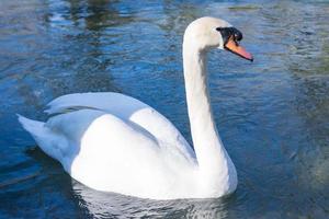 White swan swimming on lake at park photo