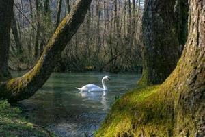 White swan swimming on lake at park photo