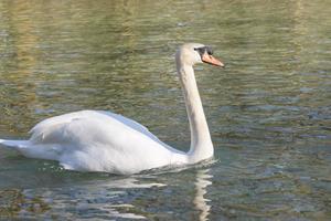 White swan swimming on lake at park photo