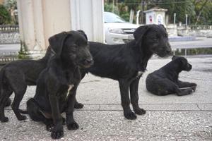 Perros callejeros y cachorros negros en una calle de la ciudad foto