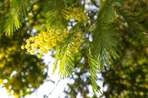 Flores amarillas de plata de acacia sobre un fondo azul del cielo foto