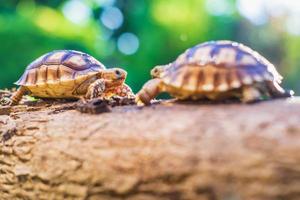 Two Sukata turtles in the forest photo