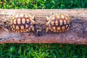 Two Sukata turtles in the forest photo