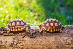 Two Sukata turtles in the forest photo