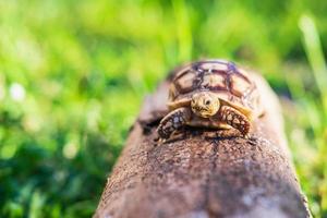 la tortuga sukata camina sobre un árbol caído foto