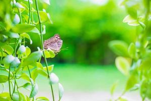 Butterfly background with nature photo