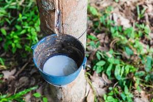 Natural rubber latex from rubber trees photo