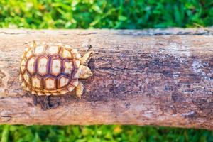 la tortuga sukata camina sobre un árbol caído foto