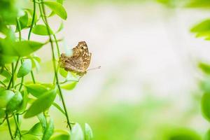 Butterfly background with nature photo