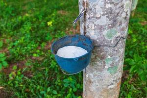 Natural rubber latex from rubber trees photo