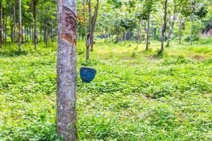 Rubber trees at rubber plantations photo