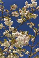 Cherry blossom tree in Spring photo