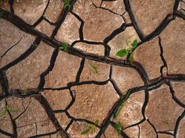 Cracked earth plants grow from cracks postapocalypse wallpaper photo