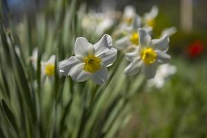 Wallpaper white daffodils photo